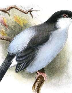 红腿蓬背鵙 / Pink-footed Puffback / Dryoscopus angolensis
