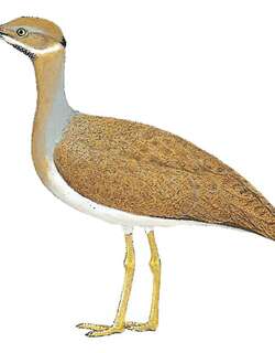褐鸨 / Little Brown Bustard / Eupodotis humilis