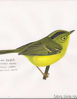 韦氏鹟莺 / Whistler’s Warbler / Phylloscopus whistleri