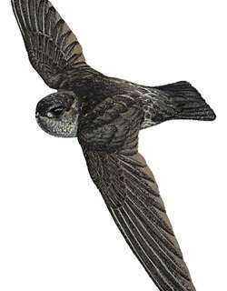 淡褐金丝燕 / Drab Swiftlet / Collocalia neglecta