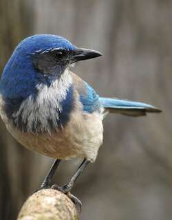 西丛鸦 / California Scrub Jay / Aphelocoma californica