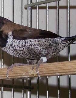 黑脸文鸟 / Black-faced Munia / Lonchura molucca