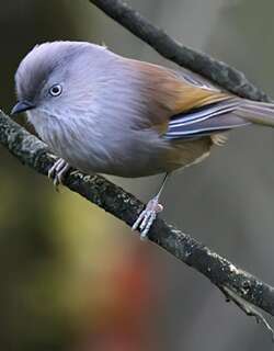 褐头雀鹛 / Manipur Fulvetta / Fulvetta manipurensis
