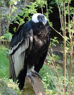 安第斯神鹫 / Andean Condor / Vultur gryphus