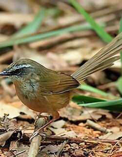 黑喉山鹪莺 / Hill Prinia / Prinia superciliaris