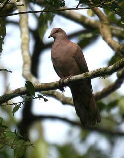 赤鸽 / Ruddy Pigeon / Patagioenas subvinacea