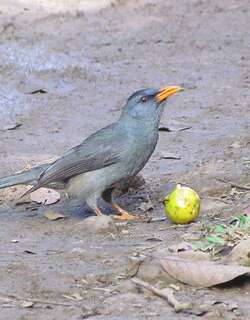 毛里求斯短脚鹎 / Mauritius Bulbul / Hypsipetes olivaceus