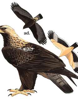 白肩雕 / Eastern Imperial Eagle / Aquila heliaca