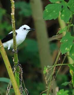 斑水霸鹟 / Pied Water Tyrant / Fluvicola pica