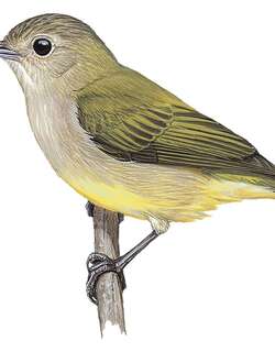 安达曼啄花鸟 / Andaman Flowerpecker / Dicaeum virescens