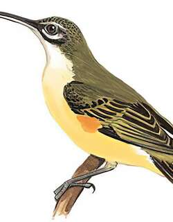 长嘴捕蛛鸟 / Little Spiderhunter / Arachnothera longirostra