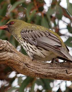 绿背黄鹂 / Olive-backed Oriole / Oriolus sagittatus