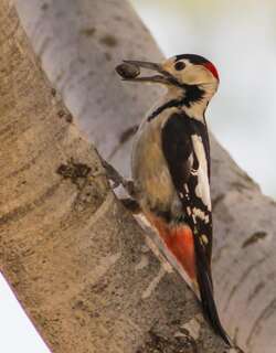 叙利亚啄木鸟 / Syrian Woodpecker / Dendrocopos syriacus