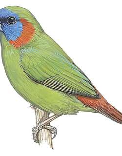 红耳鹦雀 / Red-eared Parrotfinch / Erythrura coloria