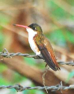 栗胁蜂鸟 / Cinnamon-sided Hummingbird / Leucolia wagneri