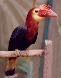 扭嘴犀鸟 / Walden’s Hornbill / Rhabdotorrhinus waldeni