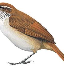 地棘雀 / Canebrake Groundcreeper / Clibanornis dendrocolaptoides
