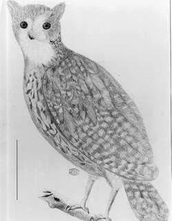 毛里求斯角鸮 / Mauritius Owl / Mascarenotus sauzieri