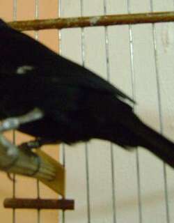 巨嘴籽雀 / Great-billed Seed Finch / Sporophila maximiliani