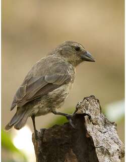 红树林树雀 / Mangrove Finch / Camarhynchus heliobates