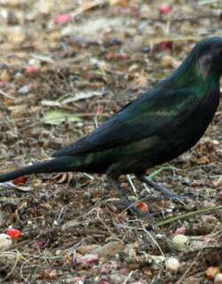 群辉椋鸟 / Metallic Starling / Aplonis metallica