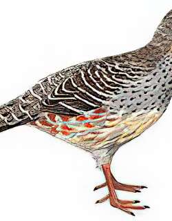 四川雉鹑 / Sichuan Pheasant Partridge