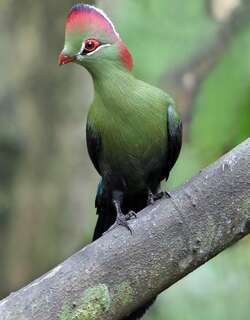 费氏蕉鹃 / Fischer’s Turaco / Tauraco fischeri