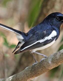 马岛鹊鸲 / Madagascan Magpie-Robin / Copsychus albospecularis