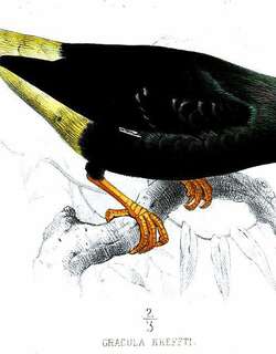 长尾树八哥 / Long-tailed Myna / Mino kreffti