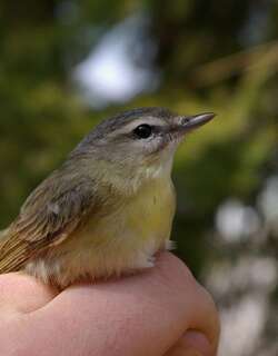 费城莺雀 / Philadelphia Vireo / Vireo philadelphicus