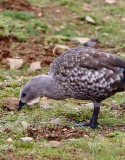蓝翅雁 / Blue-winged Goose / Cyanochen cyanoptera