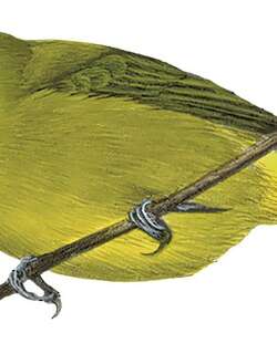 坦桑尼亚绣眼鸟 / Mbulu White-eye / Zosterops mbuluensis