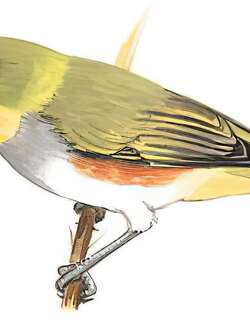 红胁绣眼鸟 / Chestnut-flanked White-eye / Zosterops erythropleurus