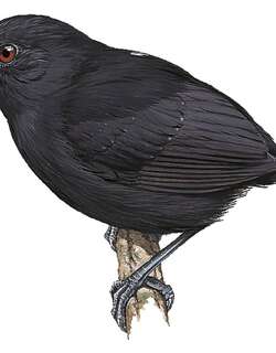 短尾蚁鸟 / Stub-tailed Antbird / Sipia berlepschi