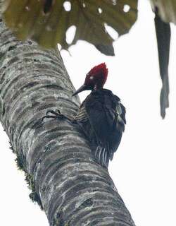 厄瓜多尔啄木鸟 / Guayaquil Woodpecker / Campephilus gayaquilensis