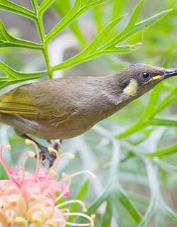 细嘴吸蜜鸟 / Graceful Honeyeater / Microptilotis gracilis