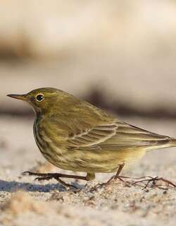石鹨 / Eurasian Rock Pipit / Anthus petrosus