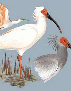 朱鹮 / Crested Ibis / Nipponia nippon