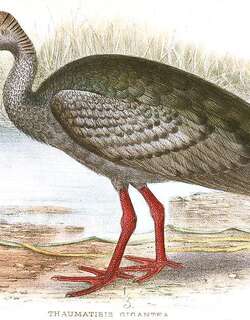 巨鹮 / Giant Ibis / Pseudibis gigantea