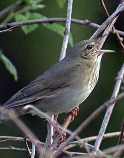 河蝗莺 / River Warbler / Locustella fluviatilis