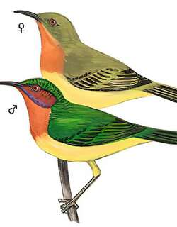 紫颊直嘴太阳鸟 / Ruby-cheeked Sunbird / Chalcoparia singalensis