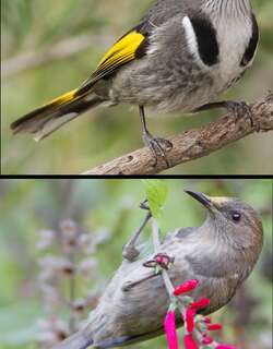 月斑澳蜜鸟 / Crescent Honeyeater / Phylidonyris pyrrhopterus