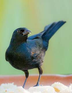 黄褐肩黑鹂 / Tawny-shouldered Blackbird / Agelaius humeralis