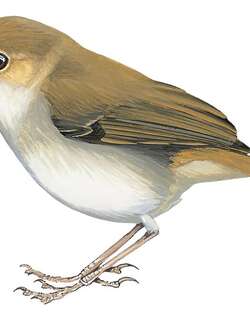 迷丝刺莺 / Perplexing Scrubwren / Sericornis virgatus
