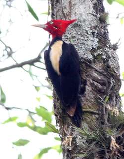 乳白背啄木鸟 / Cream-backed Woodpecker / Campephilus leucopogon