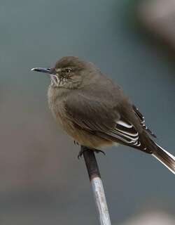 黑嘴鵙霸鹟 / Black-billed Shrike-Tyrant / Agriornis montanus