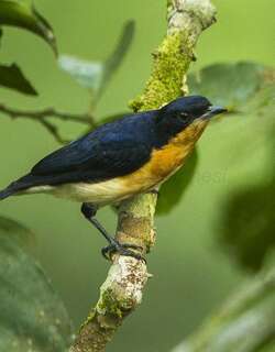 紫背丛莺 / Violet-backed Hyliota / Hyliota violacea