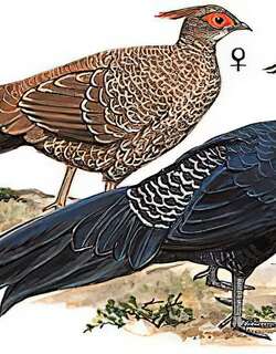 黑鹇 / Kalij Pheasant / Lophura leucomelanos