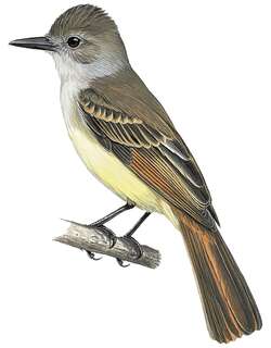 安岛蝇霸鹟 / Lesser Antillean Flycatcher / Myiarchus oberi