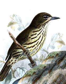 纹穗鹛 / Luzon Striped Babbler / Zosterornis striatus
